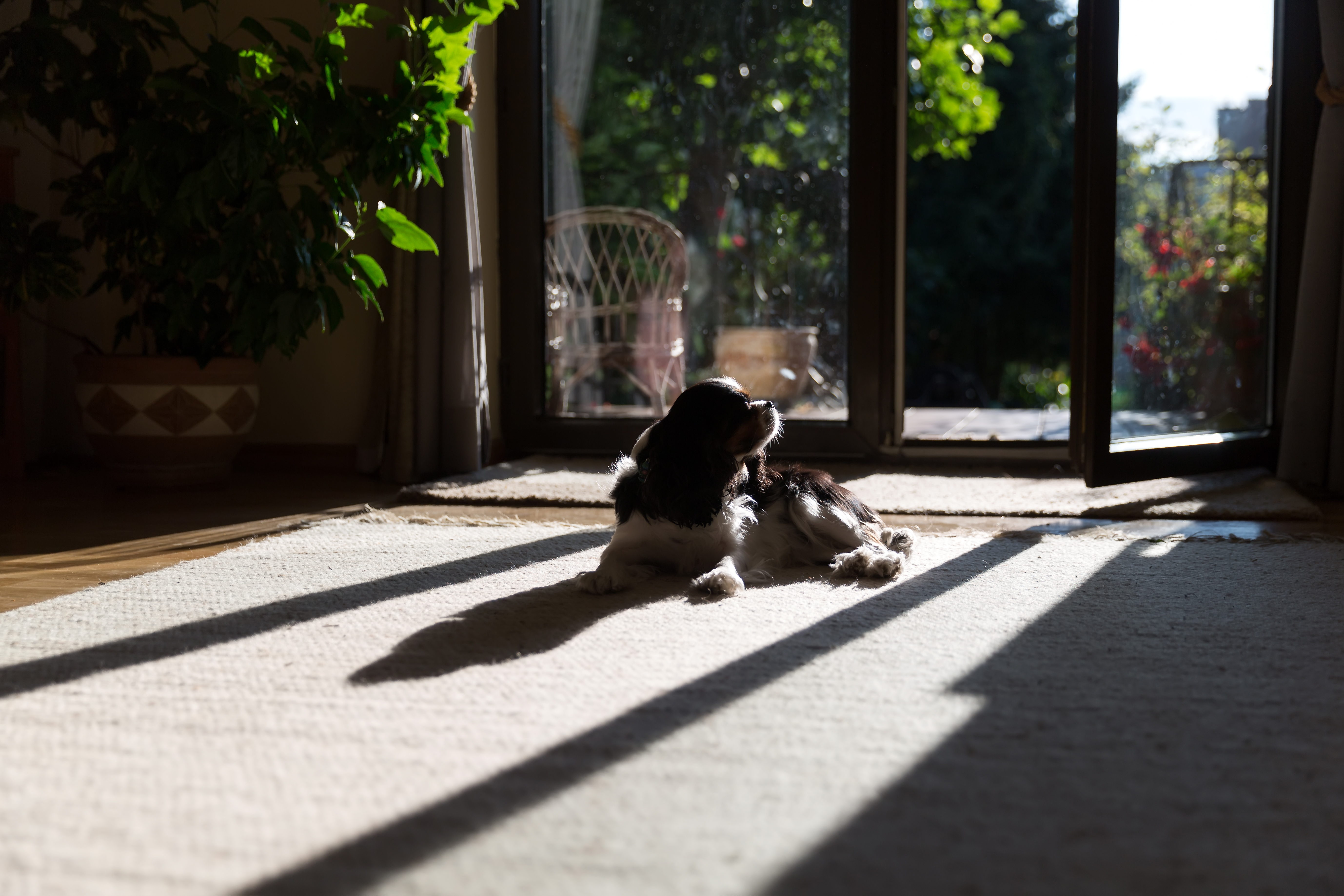 pet in sun with pet-friendly window treatments