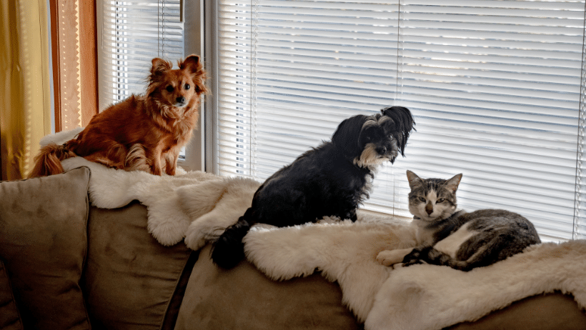 window treatment pet tips